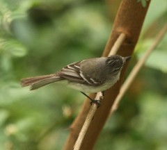 Serpophaga subcristata