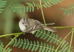 Serpophaga subcristata