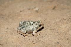 Physalaemus biligonigerus