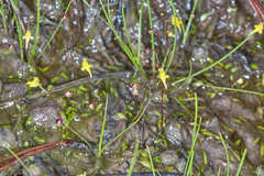Utricularia subulata