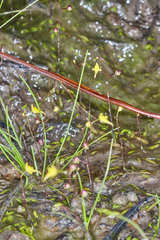 Utricularia subulata