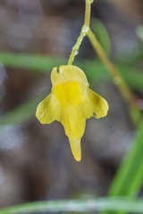 Utricularia subulata