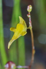 Utricularia subulata