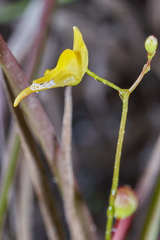 Utricularia subulata