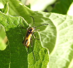 Chauliognathus scutellaris