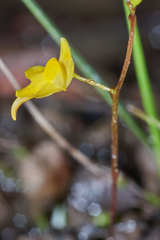 Utricularia subulata