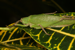 Leurophyllidium