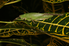 Leurophyllidium