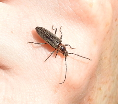 Stenosphenus notatus