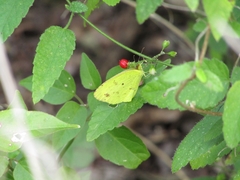 Malvastrum americanum