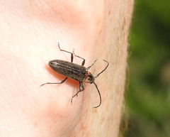 Stenosphenus notatus