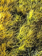 Ahnfeltiopsis concinna