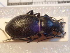 Carabus erosus