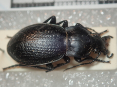 Carabus erosus