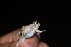 Physalaemus biligonigerus