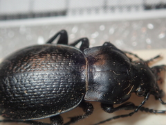 Carabus erosus