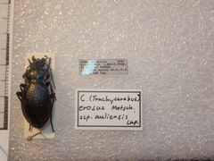 Carabus erosus