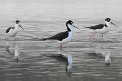 Himantopus mexicanus