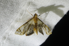 Argyractoides albibasalis