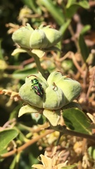 Bilyaxia concinna