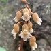 Gastrodia sesamoides - Photo (c) Melvin Xu,  זכויות יוצרים חלקיות (CC BY-SA), uploaded by Melvin Xu