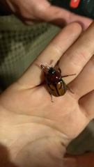 Oryctomorphus bimaculatus