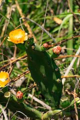 Opuntia elata