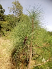 Pinus