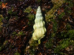 Cerithium citrinum