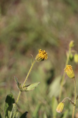 Arnica parryi