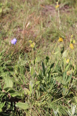 Arnica parryi