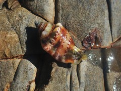 Canarium microurceum