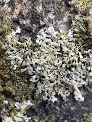 Physcia phaea