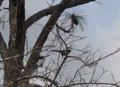 Pipilo erythrophthalmus alleni