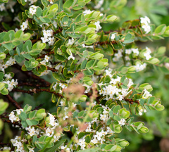 Pimelea axiflora alpina