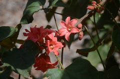 Brachychiton paradoxus