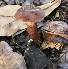 Boletus alachuanus