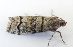 Dioryctria subtracta