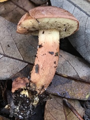 Boletus alachuanus