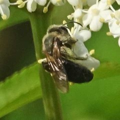 Melandrena