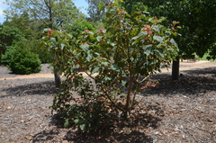 Brachychiton paradoxus