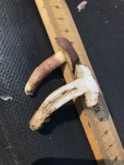 Boletus alachuanus