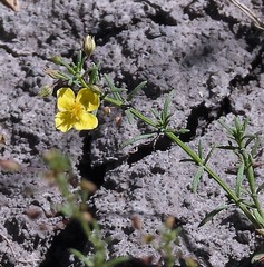 Scoparia montevidensis