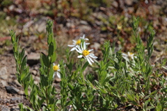 Eucephalus paucicapitatus
