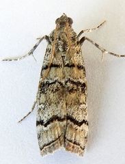 Dioryctria subtracta