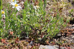 Eucephalus paucicapitatus