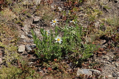 Eucephalus paucicapitatus