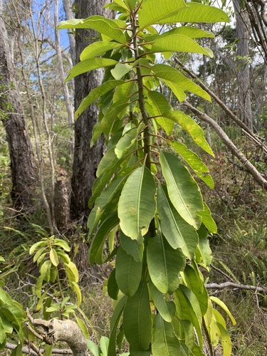 Charpentiera ovata observed 2022-01-02