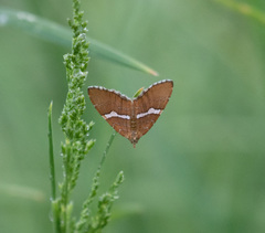 Chrysolarentia leucozona