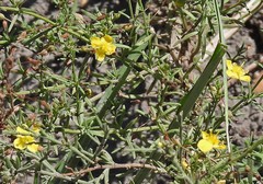 Scoparia montevidensis